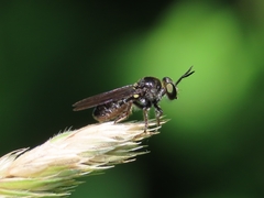 Cerotainia macrocera