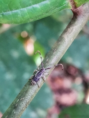 Diexia punctigera