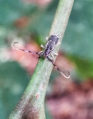 Diexia punctigera
