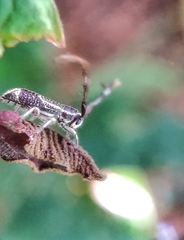 Diexia punctigera