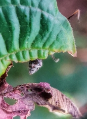 Diexia punctigera