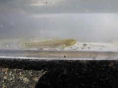 Wuhanlinigobius polylepis