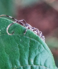 Diexia punctigera