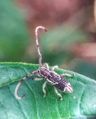 Diexia punctigera