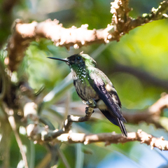 Lophornis chalybeus
