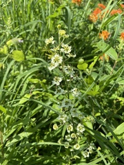 Veratrum hybridum