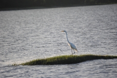 Ardea alba