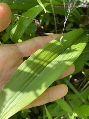 Veratrum hybridum