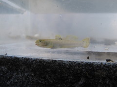 Wuhanlinigobius polylepis