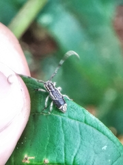 Diexia punctigera