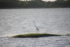 Ardea alba