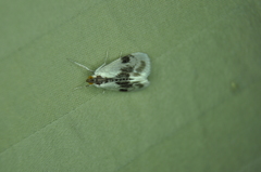 Cliniodes ostreonalis