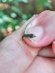 Diexia punctigera