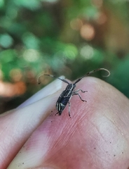 Diexia punctigera