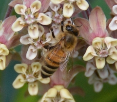 Apis mellifera