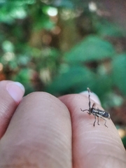 Diexia punctigera