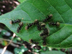 Dolichoderus bispinosus