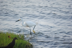 Egretta thula