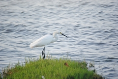 Egretta thula
