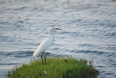 Egretta thula