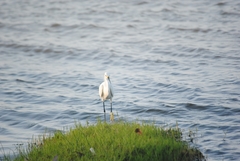 Egretta thula