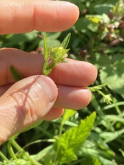 Geum virginianum