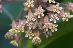 Asclepias syriaca