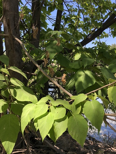 northern catalpa