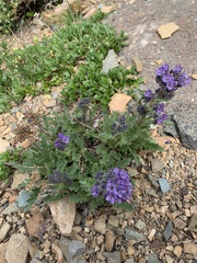 Phacelia lyallii