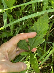 Geum virginianum