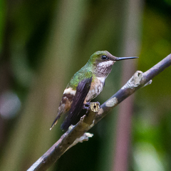 Lophornis chalybeus