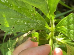 Geum virginianum