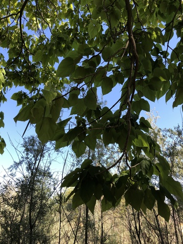 Catalpa speciosa
