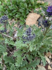 Phacelia lyallii
