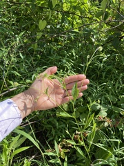 Geum virginianum