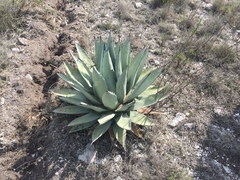 Agave applanata