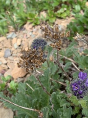 Phacelia lyallii