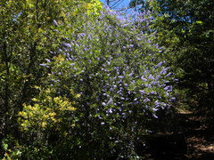 Ceanothus parryi