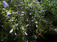 Ceanothus parryi