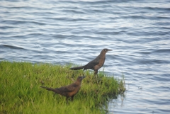 Quiscalus mexicanus