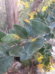 Acacia podalyriifolia