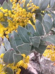 Acacia podalyriifolia