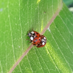 Harmonia axyridis