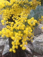 Acacia podalyriifolia