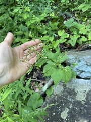 Eurybia schreberi