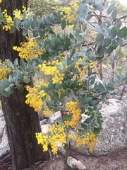 Acacia podalyriifolia