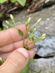 Eurybia schreberi