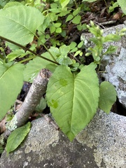 Eurybia schreberi