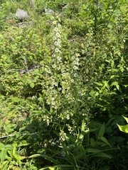 Veratrum hybridum