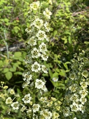 Veratrum hybridum